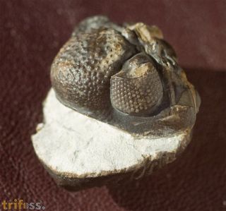Pedinopariops brongniarti (STEININGER, 1831)
