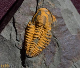 Agraulos ceticephalus (Barrande, 1846)