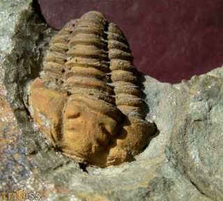 Colpocoryphe rouaulti HENRY, 1970