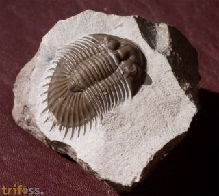 Thysanopeltis (Septimopeltis) sp.