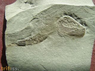 Ceratiocaris stygia Salter in Murchison, 1859