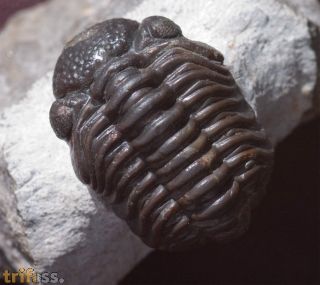 Phacops araw Chatterton et al 2009