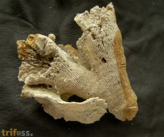 Latiphyllia suevica (Quenstedt, 1858)