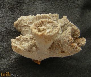 Thecosmilia trichotoma (GOLDFUSS 1826)