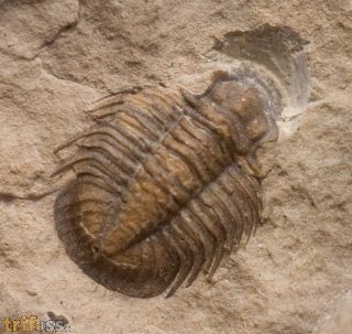 Tropidocoryphe sp.