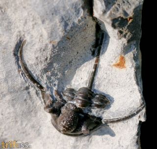 Cyphaspis ceratophthalmus (Goldfuss,1843)
