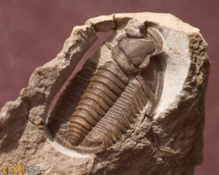 Cornuproetus cornutus (GOLDFUSS, 1843)