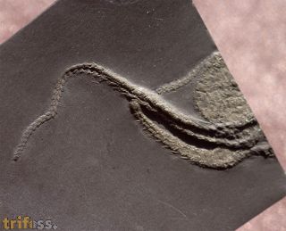 Taeniaster beneckei  (St�rtz, 1886)