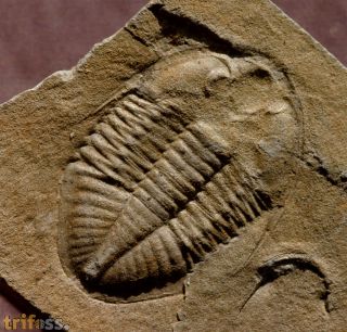 Ogyginus corndensis (MURCHISON,1839)