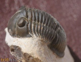 Paralejurus rehammanus G. Alberti 1970