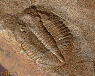 Ogyginus corndensis (MURCHISON,1839)