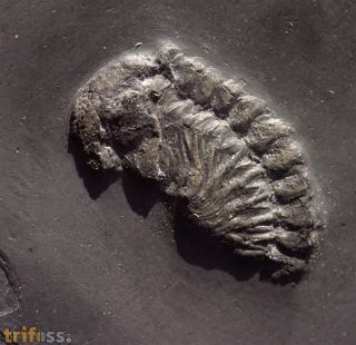 Chotecops sp.