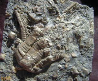 Encrinus liliiformis SCHLOTHEIM