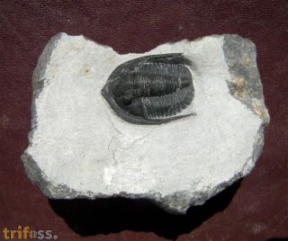 Diademaproetus sp.