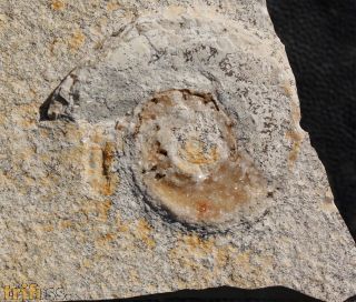 Lingulaticeras solenoides (QUENSTEDT, 1849)