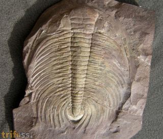 Acadoparadoxides sirokyi Snajdr, 1957