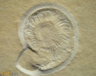 Subplanites rueppelianum QUENSTEDT 1888