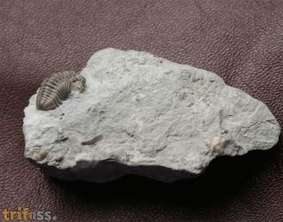 Acastacephala downingiae (SALTER, 1864)
