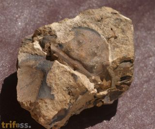 Burmeisterella armata (Burmeister)