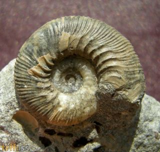 Kepplerites toricelli (Oppel)