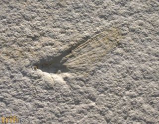 Eintagsfliege, Hexaganites sp.