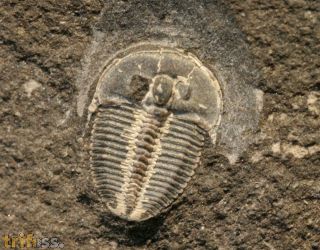 Aulacopleura konincki (BARRANDE, 1846)