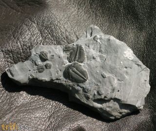 Elrathia kingii (Meek 1870)