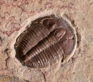 Elrathia kingi (Meek 1870)