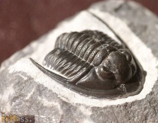 Cornuproetus  infans  Alberti 1969