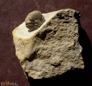 Geesops schlotheimi (BRONN, 1825)