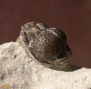 Gerastos granulosus (GOLDFUSS, 1843)