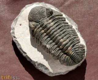 Drotops megalomanicus Struve, 1990