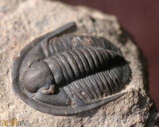 Cornuproetus sp.