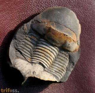Ectillaenus katzeri (Barrande, 1872)
