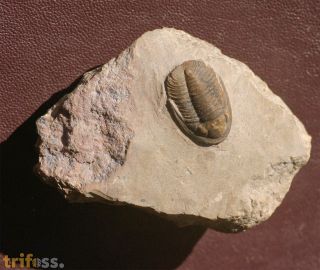 Ermiproetus cf meridianomaurus G. Alberti, 1967