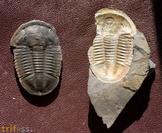 Asaphiscus wheeleri MEEK, 1873