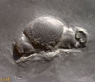 Chotecops sp.