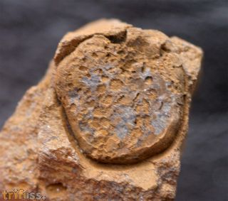 Trochocystites bohemica Haeckel 1896