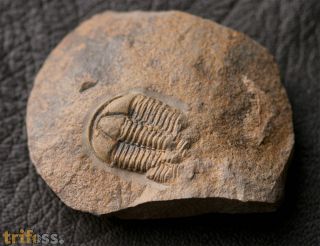 Conocoryphe cirina (Barrande, 1846)