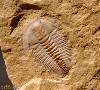 Wutingaspis tingi (Kobayashi 1944)