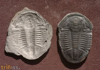 Asaphiscus wheeleri MEEK, 1873