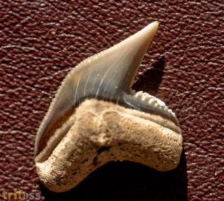 Physogaleus contortus (GIBBES, 1849)