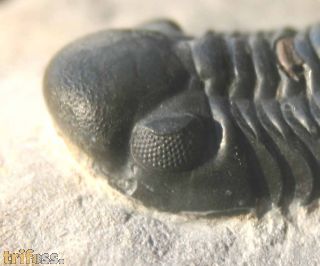 Reedops maurulus Alberti, 1970