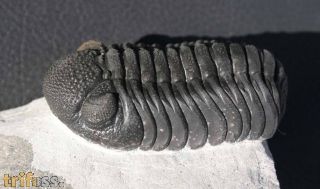 Phacops (Phacops) cf. sparsidosus STRUVE 1970