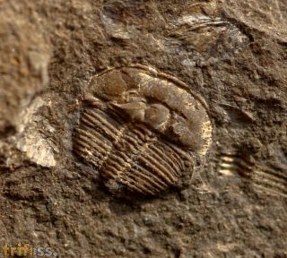 Aulacopleura konincki (BARRANDE, 1846)