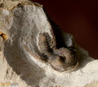 Cyphaspis ceratophthalmus (Goldfuss,1843)