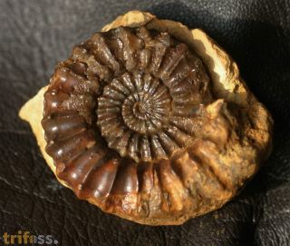 Pleuroceras spinatum (Bruguire 1789)