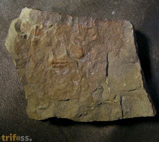 Paradoxides gracilis (BOECK, 1827)