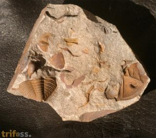 Dalmanitina socialis und Deanaspis goldfussi