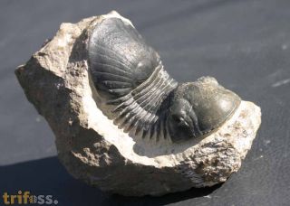 Paralejurus  spatuliformis SCHRAUT & FEIST 2004